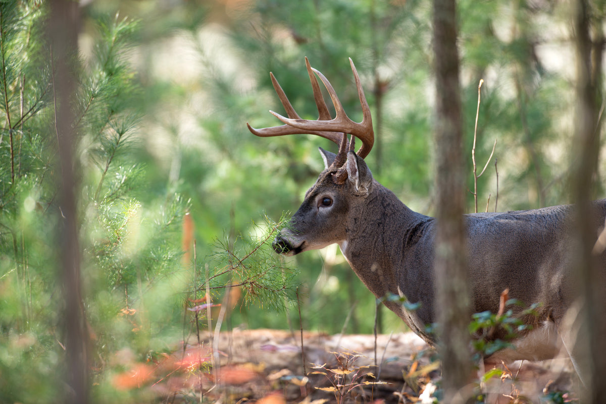 Whitetail Deer Recipes
