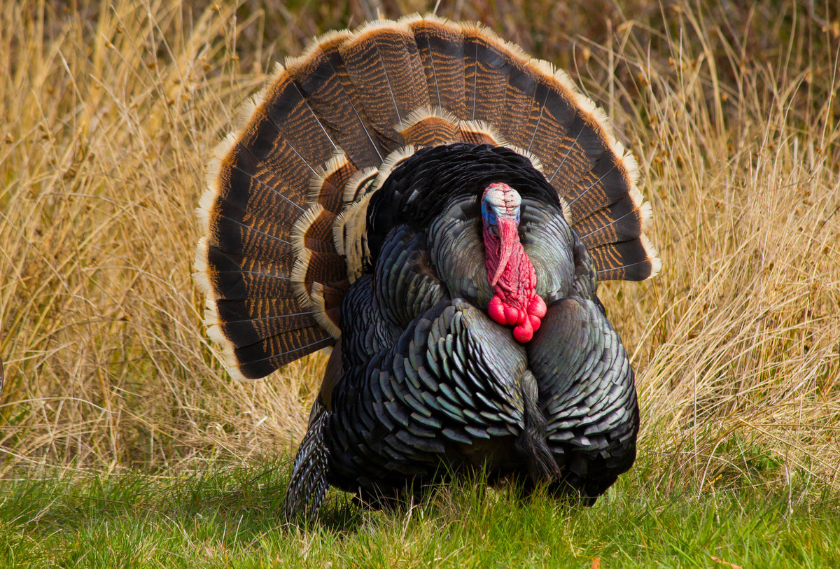 Wild Turkey Recipes